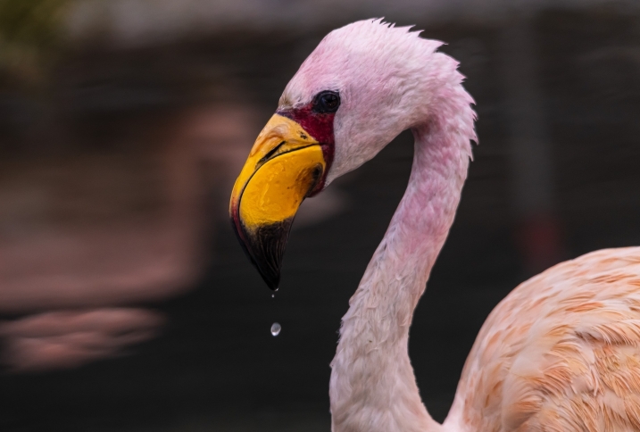 An elderly James's flamingo 